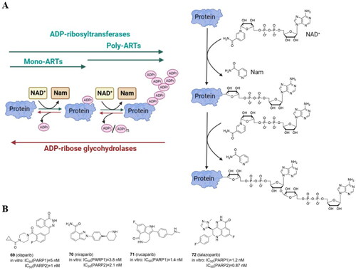 Figure 9. Protein ADP-ribosylation catalyzed by ADP-ribosyltransferases (ARTs) with enzymatic activity of mono- and poly-ADP-ribosylation (MARylation and PARylation, respectively) (A) (created in BioRender.com). Structure of four PARP inhibitors approved by FDA (B).