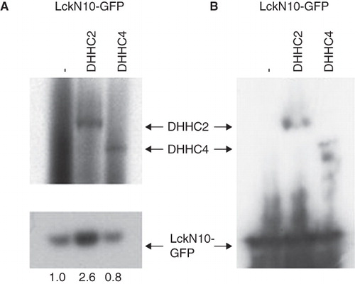 Figure 3. Enhanced S-acylation of LckN10-GFP by cotransfected DHHC2-CFP. HEK293A cells were co-transfected with LckN10-GFP and DHHC2-CFP or DHHC4-CFP as indicated. (A) Autoradiography of total cell lysates separated on NuPage gels following metabolic labelling with 3H-palmitate for 2 h. Upper panel – long exposure (21 days) showing 3H-palmitate labelling of transfected DHHC2- and DHHC4-CFP. Lower panel – 2 day exposure showing 3H-palmitate labelling of transfected LckN10-GFP. Numbers represent relative acylation levels normalized to control. (B) Western blotting using anti-GFP antibody detecting LckN10-GFP and DHHC2- and DHHC4-CFP levels in total lysates. The positions of bands corresponding to DHHC2-CFP, DHHC4-CFP and LckN10-GFP are indicated.