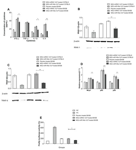 Figure 4 MS2-miR146a VLPs inhibit plasma cytokine production and impair the activation of NF-κB. (A) Plasma levels of IFN-α, TNF-α, IL-1β, and IL-6 were measured by competitive ELISA assay. (B and C) After administration of MS2-miR146a or control VLPs over 12 days (approximately 18 weeks of age, n = 5 per group), the expression of IRAK-1 and TRAF-6 in PBMCs was analyzed by Western blot. The relative concentration was normalized against that of β-actin. Photomicrographs are representative of results obtained from each group. (D) Total RNA was isolated from PBMCs and the mRNA transcript levels of NF-κB-responsive genes (Mcp1, NF-κB p65, and NF-κB p50) were determined by qRT-PCR using U6 RNA as an internal control. (E) NF-κB activity analysis using a luciferase assay. Luciferase activity was defined as the ratio of the reporter firefly luciferase activity to the control Renilla luciferase activity. The value obtained from PBMCs of PBS-treated C57BL/6 mice was designated as 100%.Notes: *P < 0.05; **P < 0.01 and ***P < 0.001, respectively.Abbreviations: ELISA, enzyme-linked immunosorbent assay; IFN-α, Interferon-α; Il-1β, Interleukin-1β; Il-6, Interleukin-6; IRAK-1, Il-1 receptor-associated kinase; Mcp1, monocyte chemotactic protein 1; NF-κB, nuclear factor-κB; PBMCs, peripheral blood mononuclear cell; TNF-α, tumor necrosis factor-α; TRAF-6, TNF receptor-associated factor-6; VLPs, virus like particles; NC, Negative control; PC, positive control.