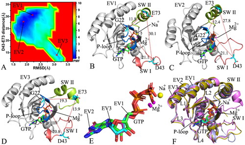 Figure 5. FEL and representative structures of the GTP/D41E M-RAS complex: (A) FEL with three energy valleys EV1-EV3, (B) the structure situated at the EV1, (C) the structure trapped at the EV2, (D) the structure corresponding to the EV3, (E) structural superimposition of GTP and magnesium ions falling into the EV1-EV3 and (F) structural alignment of the GTP/D41E M-RAS complexes situated at the EV1-EV3. In this figure, M-RAS, GTP and ions Mg2+ and Na+ depicted in cartoon, stick and ball patterns. The PMF was measured in kcal/mol and the distance was represented in Å.