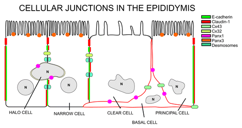 Figure 3. Schematic representation of the cellular localization of the different members of cellular junctions in the epididymis.