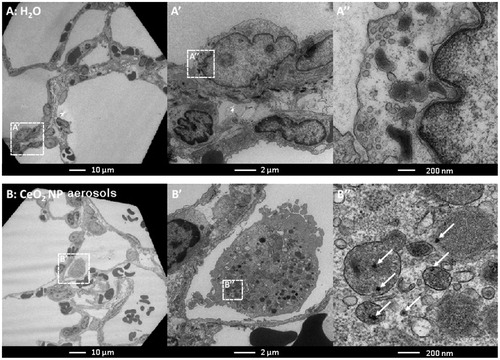 Figure 7. Transmission electron microscope images of lung tissue from rats exposed to H2O aerosols (A) and CeO2NP aerosols (B) for 2 weeks at 3 d post-exposure. The boxes with dotted lines denote the approximate locations of the corresponding magnified regions.