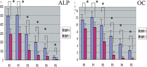 Figure 1. BMSCs were plated onto 6-well plates and cultured with and without rhBMP-2. Culture media from the different passages (P0–P5) of the BMP(+) and BMP(‐) groups were assayed for alkaline phosphatase (ALP) and osteocalcin (OC) as described in Material and methods. Data shown are the means (SEM) of six different samples, and were analyzed by unpaired Student’s t-test between the two groups (*p < 0.05). Both osteogenic markers were found to have significantly higher levels in the BMP(+) group than in the BMP(-) group (n = 6).