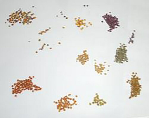 Figure 32. Separation of bee pollen by color pellets from a sample that include different floral origin pollens.