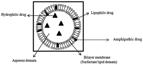 Figure 1. Locations of entrapped hydrophilic, lipophilic and amphipathic drugs in niosomes.