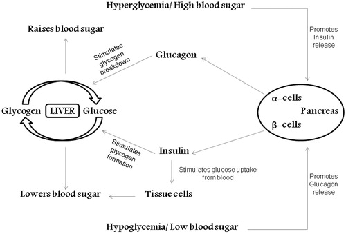 Figure 1. Mechanism of glucose homeostasis.