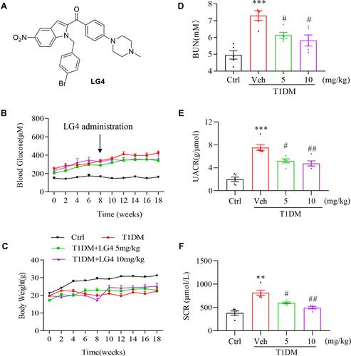 Figure 1 LG4 treatment improved renal function in T1DM mice. (A) Chemical structure of LG4. (B and C) Type I diabetes mellitus mice (T1DM) were orally administrated with vehicle (Veh) or LG4 (5, 10 mg/kg, every other day) from week 8 to week 18. Blood glucose and body weight were measured every other week. (D–F) Blood Urea Nitrogen (BUN), Urine Albumin Creatinine Ratio (UACR), and serum creatinine (SCR) of each group were determined at 18th week. **p < 0.01; ***p < 0.001 vs Ctrl; #p < 0.05, ##p < 0.01 vs T1DM, n = 5.