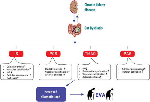 Figure 2. Simplified illustration of uremic toxins, specifically IS, PCS, TMAO and PAG and their association with increased allostatic load and early vascular aging (EVA) in the context of CKD. The diagram outlines the pathways through which these toxins contribute to the increased EVA with a focus on major impact related to vascular function and structure, such as endothelial dysfunction, calcification, cellular senescence and arterial stiffness among others. IS: Indoxyl sulfate; PCS: p-cresyl sulfate; TMAO: Trimethylamine N-oxide; PAG: Phenylacetylglutamine; CKD: chronic kidney disease; EVA: early vascular aging; RAA: renin-angiotensin-aldosterone; NO: Nitric oxide.