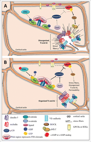 Figure 1. Small GTPases in endothelial barrier regulation. Schematic, as seen from above, represents disorganized junctional complex versus organized junctional complex. Solid arrows depict pathway activation and dotted arrows indicate inactive pathway. (A) Pro-inflammatory cytokines or growth factors bind and activate their corresponding GPCRs or RTKs and activate the RhoA/ROCK/pMLC signaling pathway, which promotes formation of stress fibers and disrupts junctions causing an increase in paracellular permeability. (B) Activation of EPAC via cAMP or cAMP analog activates Rap by promoting GTP exchange. Rasip1 localizes to the junctional complex by binging HEG1 and interacting with active Rap at the cell border. Rasip1 can dimerize via its RA domain and bind 2 Rap molecules at the plasma membrane. The active Rap-rasip1 complex and radil activates ArhGAP29, which inhibits RhoA activity and prevents loss of barrier.