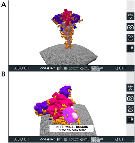Figure 1. The 3D SARS-CoV-2 spike protein scene of the SARS-CoV-2 Spike Protein Mutation Explorer. Screenshots show the 3D SARS-CoV-2 spike protein embedded in the viral membrane (A) and the same scene when the user has rotated the model and is hovering their mouse over the NTD (B).