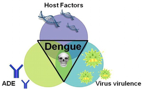 Fig. 2 The complex interplay of risk factors for severe dengue disease can be illustrated as a triangular interplay dominated by the three main risk factors: host factors, preexisting DENV-specific antibodies mediating antibody-dependent enhancement (ADE), and intrinsic virus features influencing strain virulence. The exact contribution of each risk factor may vary from case to case.