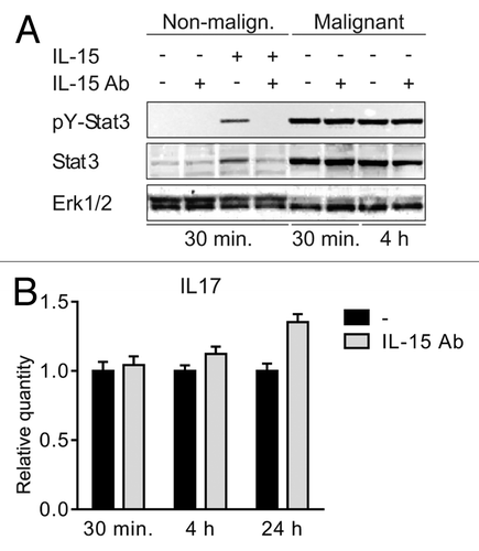 Figure 3. IL-15 drives STAT3 activation in non-malignant but not in malignant T cells (A) Non-malignant (MySi) and malignant (MF2000) T cells were cultured with or without IL-15 neutralizing antibody (IL-15 Ab, 2 μg/mL) for 30 min. Then, IL-15 (10 ng/mL) was added as given and the cells cultured for 30 min or 4 h further. Finally, the cells were lysed and the lysates analyzed by western blotting using antibodies against pYStat3, Stat3, and Erk1/2. (B) Malignant T cells (MF2000) were cultured with and without IL-15 Ab (2 μg/mL) for 30 min, 4 h, or 24 h. Subsequently RNA was purified from the cells and reverse transcribed to cDNA that was subjected to quantitative PCR analysis to determine the relative level of IL-17F and GAPDH mRNA. In each sample, the level of IL-17F mRNA was normalized to that of GAPDH mRNA and depicted as fold change when compared with cells cultured without IL-15Ab for the same period of time.