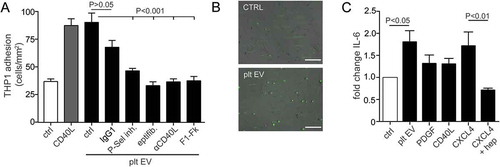 Figure 6. Platelet EVs increase monocytic cell adhesion and cytokine release. SMC were incubated without or with platelet EV or CD40L in the presence of indicated inhibitors (P-selectin inhibitor, eptifibatide, F1-Fk) or blocking antibody (α-CD40L). Syto13 fluorescently labelled THP-1 were perfused at 0.15 ml/min (3 dynes/cm2) and adherent cells were quantified in six different fields; n = 5–9 (a). Representative micrographs of THP-1 cells adherent to non- or platelet EV-stimulated SMC (b). SMC were incubated with indicated agonists for 24 h and IL-6 release was measured by ELISA; n = 6 (c). P-values were calculated by ANOVA with Tukey’s post-test. Scale bar: 100 µm.