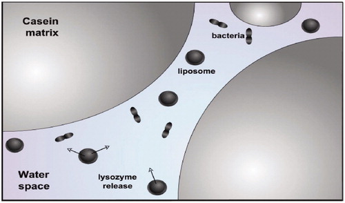 Figure 7. Schematic of targeting spores in cheese via liposome-encapsulated antimicrobial lysozyme.