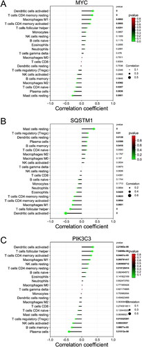 Figure 10. Correlation analysis between core genes and immune cells. (A) Correlation between immune cells and MYC. (B) Correlation between immune cells and SQSTM1. (C) Correlation between immune cells and PIK3C3.