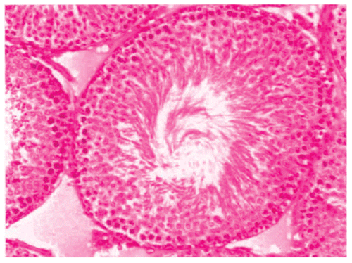 Figure 2.  Showing the section of a control Rat testis.
