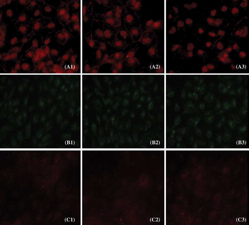 Figure 4. Expression of E-cadherin, vimentin, and fibronectin protein in cultured cells. The localization of E-cadherin, vimentin, and fibronectin was determined by IF (400×) with E-cadherin antibody (red) (A1–A3), vimentin antibody (green) (B1–B3), and fibronectin antibody (red) (C1–C3).