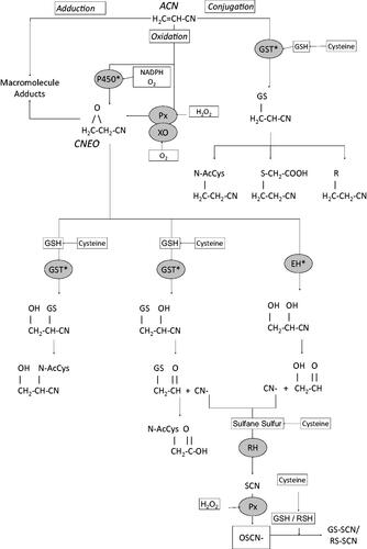 Figure 1. Metabolism of acrylonitrile. *Reaction can also occur nonenzymatically; P450: Cytochrome P450; GST: Glutathione-S-Transferase; GSH: Reduced glutathione; EH: Epoxide Hydrolase; RH: Rhodanese; Px: Peroxidase; XO: Xanthine oxidase; CHEMA: N-acetyl-S-(1-cyano-2-hydroxyethyl)-L-cysteine; CEMA: N-acetyl-S-(2-cyanoethyl)-L-cysteine; ATCA: 2-aminothiazoline-4-carboxylic acid; CN-: cyanide ion; SCN-: thiocyanate OSCN-: hypothiocyanite.