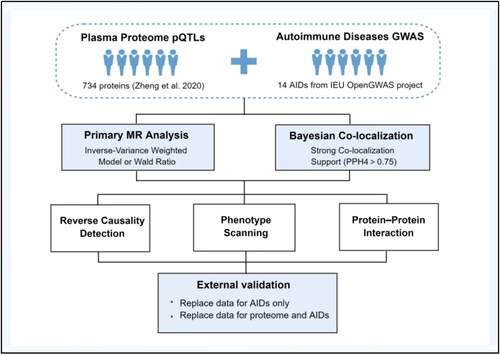 Figure 1. The overall flowchart of this study. ADs, autoimmune diseases; pQTL, protein quantitative trait loci; GWAS, genome-wide association studies; MR, Mendelian randomization; PPH4, posterior probability of hypothesis 4.
