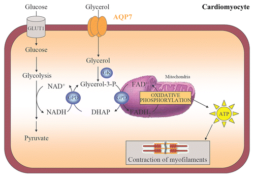 Figure 4 Cardiac AQP7, the glycerol phosphate shuttle and ATP production. AQP7 facilitates glycerol uptake by cardiomyocytes. Glycerol is phosphorylated to glycerol-3-phosphate by GK that enters in the glycerol-3-phosphate shuttle to trigger ATP production in the mitochondrial oxidative phosphorylation. The transfer of ATP to the cytosol is achieved by the creatine kinase energy shuttle and is used for the contraction of myofilaments. DHAP, dihydroxyacetone phosphate; GK, glycerol kinase; GPD, glycerol-3-phosphate dehydrogenase.