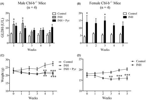 Figure 3. GLDH activities and body weights in INH-treated Cbl-b−/− mice. (A) GLDH in male mice treated with 0.2% INH [w/w] in food or 0.2% INH + 0.05% pyridoxine•HCl (INH + Pyr) [w/w] in food for 5 weeks. (B) GLDH in female mice treated with INH at 0.2% [w/w] in food for 5 weeks. (C, D) Body weights of male and female INH-treated mice. Values represent mean (±SE) from four mice/group. Analyzed for statistical significance by two-way ANOVA; *p < 0.05, **p < 0.01, ***p < 0.001.