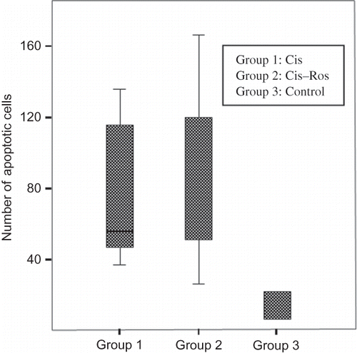 FIGURE 2.  Number of apoptotic cells in treatment groups. *p: 0.004, Group 1 vs. Group 3; #p > 0.005 Group 1 vs. Group 2; and **p: 0.004, Group 2 vs. Group 3.