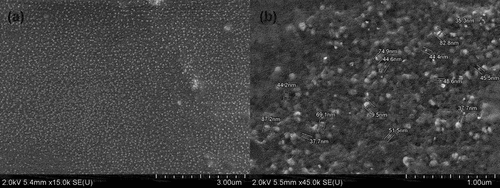 Figure 4. FESEM micrograph of AgNPs synthesized using the G. mangostana peel extract with accelerating voltage of 2 kV at a magnification of (A) 15000× and (B) 45000×.