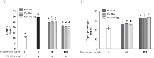Figure 3. Effects of Gly-Pro, Pro-Hyp and Gly-Pro-Hyp on the level of MMP-1 production and type 1 procollagen synthesis in HDF cells. (a) UVB (25 mJ/cm2)-induced MMP-1 (ng/mL) concentrations, and (b) type 1 procollagen (ng/mL) concentrations were determined by ELISA. Symbols (-) and (+) designate the two control groups (unexposed and exposed to UVB, respectively).