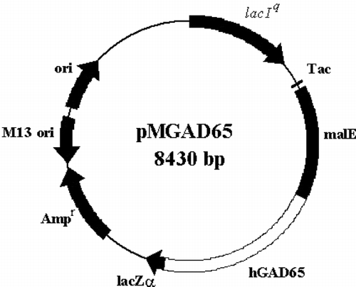 Figure 2 The pMAL-c2x/hGAD65 fusion construct. The hGAD65 coding sequence was fused in-frame with the DNA sequence for maltose binding protein, malE, under the control of “Tac” promoter.