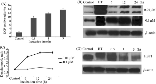 Figure 3. (A) U937 cells were first incubated with DCFH-DA for 30 min and then treated with shikonin in a time-dependent manner. Intracellular peroxides level was measured by flow cytometry. (B) Concentration and time-dependent induction of Hsp70 was measured by western blotting. Hyperthermia (HT) 44°C for 15 min was used as a positive control. (C) Bands were quantified by densitometry and normalised with β-actin. Bars indicate standard deviation (n = 3). (D) HSF1 phosphorylation was measured time-dependently by western blotting. Hyperthermia (HT) 44°C for 15 min was used as a positive control.