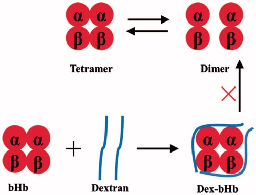 Figure 6. High tetramer stability of dex20-bHb by crosslink of Hb subunits with dextran.