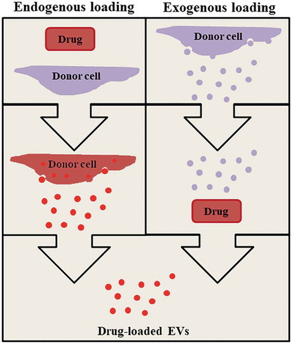 Figure 1. Endogenous and exogenous loading strategies to obtain drug-loaded EVs.