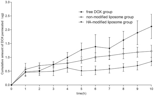 Figure 6. In vitro transcorneal permeation of DOX liposome preparation and solution (X ± SD, n = 3).