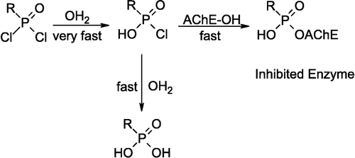 Scheme 2 Proposed mechanism for hAChE inhibition by compounds 1, 2, 3 and 4 following hydrolytic activation to RP(O)(OH)Cl, where R = CCl31, CHCl2 2, CH2Cl 3, CF3 4.