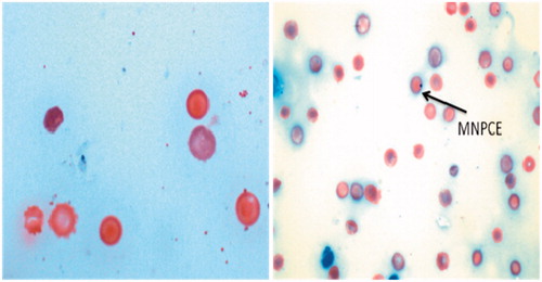 Figure 11. Representative bone marrow cells stained with May Grunwald–Giemsa and exhibiting the presence of micronuclei [micronucleated normochromatic erythrocyte (MNPCE)].