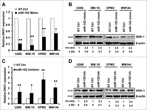 Figure 3. Modulation of miR-152 governs DKK-1 expression in MM cell lines. Overexpression of miR-152 by transfection with a mimic for 48 h decreased (A) DKK1 mRNA and (B) protein levels compared with non-target control (NT Ctrl) in the MM cell lines. (C) Suppression of miR-152 with an inhibitor for 48 h resulted in the upregulation of DKK1 mRNA. Effect of NT control was negligible. (D) Expression of DKK1 in the above MM cells was increased corresponding with the downregulation of miR-152 by the inhibitor. Statistical significances at *p < 0.05 and **p < 0.001 vs. NT Ctrl in both (A) and (C) from 3 independent experiments. The band intensity of DKK1 was normalized against that of β-actin in 4 MM cell lins, and the ratios (Mean ± SD) were shown at the WB band bottom for 3 independent assay.