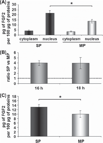 Figure 4. High constitutive intracellular FGF2 in SP cells. Immediately after cell sorting, quantification of nuclear and cytoplasmic contents of FGF2 protein by ELISA showed that SP cells contained more nuclear FGF2 than MP cells (A). After overnight culture, FGF2 mRNA was 4-fold higher in SP cells than in MP cells (B) and the total intracellular content of FGF2 protein was higher in SP than in MP cells (C). Data are the mean + / − SEM (standard error of the mean) of three (A and B) or four (C) independent experiments. Asterisks indicate a significant difference (p < 0.05). SP, side population; MP, main population.