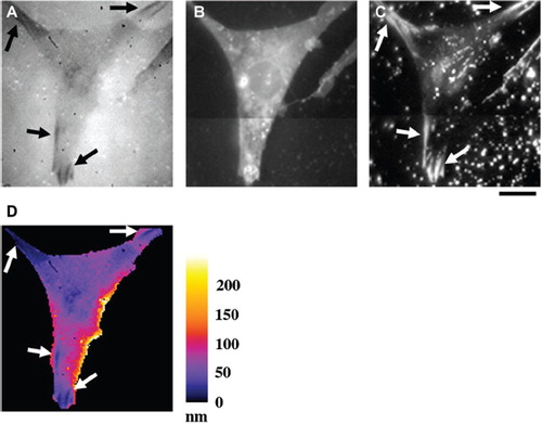 Figure 1. Quantification of VPM-to-substratum separation. (A) A Swiss 3T3 cell on the non-coated glass substratum was observed with TIRF microscopy in the presence of B-phycoerythrin. Arrows indicate dark streaks in the cell region. (B) An epi-fluorescence image of the plasma membrane of the same cell as in (A). After the observation of (A), B-phycoerythrin was washed out, and then the plasma membrane was stained with DiI. (C) A TIRF image of the same region as in (B). Arrows indicate bright streaks corresponding to FAs. (D) The map showing the distance between the substratum surface and the VPM of the same cell as in (A–C). The distance was calculated as described in METHODS. The pseudocolor scale in nm is in the right. At FAs, VPM-to-substratum separation was < 25 nm (arrows). Bar, 20 μm.