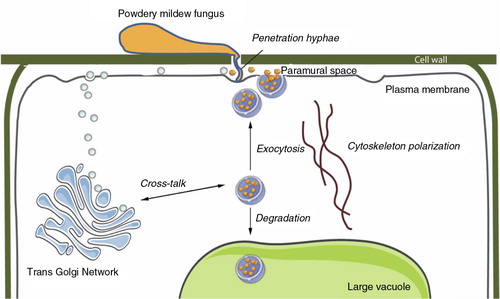 Fig. 12.  Putative role of EVs in the pathogen attack response in plants.Schematic representation of a plant cell penetrated by hyphae from powdery mildew fungus. Pathogen attack results in transport of defence compounds to the attack location near the plasma membrane by polarization of the cytoskeleton. Two routes of vesicle secretion have been identified: (a) Golgi-derived vesicle secretion relying on SNARE complex formation at the plasma membrane and (b) Fusion of MVBs with the plasma membrane leading to release of intraluminal vesicles (exosomes) into the paramural space (in between the cell wall and plasma membrane). Cross-talk may exist between MVBs and the trans Golgi network/early endosomes in sorting proteins for MVB-mediated degradation or recycling/exosome secretion to the plasma membrane. Plasmodesmata connect the paramural space across cell walls and may facilitate transport of cargo released from vesicles over longer distances. [Figure adapted from (Citation714, Citation715)].