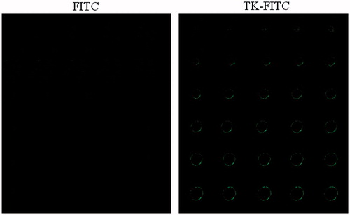 Figure 4. Tumor spheroid uptake of free FITC and TK-FITC peptides. Tumor pheroid were incubated with 5 μM fluorescein-labeled peptide or FITC at 37 °C for 4 h, followed by being examined by confocal microscopy with a 5 μm interval between consecutive slides.