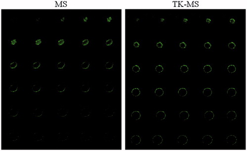 Figure 8. Tumor spheroid penetration of MS and TK-MS. Tumor spheroid were incubated with 20 ng coumarin-6 loaded in MS or TK-MS at 37 °C for 4 h, followed by being examined by confocal microscopy with a 5 μm interval between consecutive slides.