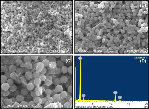 Figure 2. SEM analysis of the selenium nanoparticles. A. SEM image of the selenium nanoparticles produced by BSA (5,000 × magnification) B. Particle size analysis at 9,500 × magnification C. Particle analysis at high resolution (20,000 × magnification) D. EDX analysis of selenium nanoparticles.
