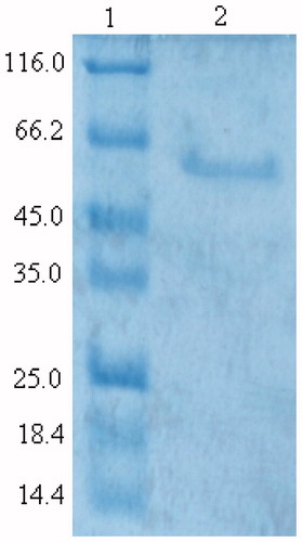 Figure 1. SDS-PAGE of purified human erythrocyte G6PD. The enzyme was electrophoresed at pH: 8.3 on a 12% polyacrylamide gel and stained with Coomassie Brilliant Blue R-250. Lanes: 1, molecular weight standards (β-galactosidase, 116 kDa; bovine serum albumin, 66.2 kDa; egg albumin, 45 kDa; lactate dehydrogenase, 35 kDa; Rease Bsp981 (Escherichia coli), 25 kDa; β-lactoglobulin, 18.4 kDa; Lysozyme, 14.4 kDa; 2, purified human erythrocyte G6PD).