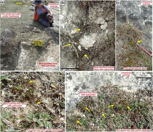 Figure 8. Calcicole (Chaerophyllum) microhabitats in limestone talus at the Anatini site. A, Bare and sparsely vegetated talus, locally with proto-soil, hosting scattered calcicoles. B, Calcicoles (arrowed) in bare soil-free coarse talus. C, Calcicoles (arrowed) in proto-soil with exotic plants in talus extending from the base of outcrop. D, E, Partially bare fine talus with calcicoles (arrowed) and scattered hawkweed.
