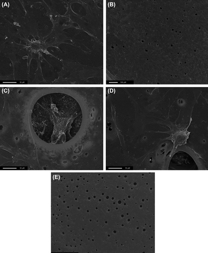 Figure 3. SEM imaging of BMSCs on POSS PCL at 10 days with and without growth factors. (A) (320×) and (B) (20×): BMSCs without growth factors. (C) (320×), (D) (320×) and (E) (20×): BMSCs with growth factors.