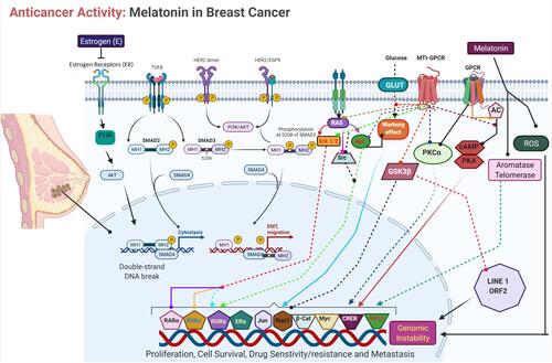Figure 4 Molecular mechanism of anticancer activity of MLT in breast cancer cells.