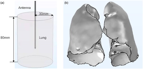 Figure 3. Lung tissue model. (a) Cylindrical lung tissue model. (b) Real lung tissue model.