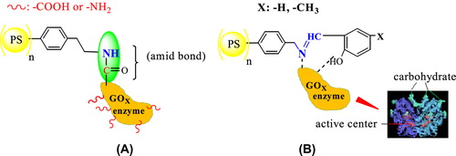 Figure 3. Image of hydrogen and amid bond between GOx in the studied support polymers.