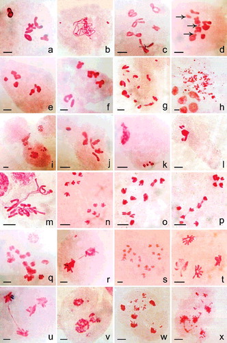 Figure 5. Meiosis in (a) control and (b–x) nanoparticles treated plants. (a) 6II. (b) Pachytene stage with two fragments. (c) Diakinesis cell showing breakage of an arm (dotted arrow) in a bivalent. (d) MI with 5II + 2I + 3 fragments (right-handed arrow). (e–f) Chromosomal grouping (4II + 2II) at MI. (g) Fragments in association to bivalent and univalent at MI possibly 2n > 12. (h) Intense chromosomal fragmentation at MI. (i) Cytomictic behaviour involving two meiocytes. (j) Hyperploid PMC – 7II at MI. (k) Hypoploid cell with condensed type chromosomal fragments. (l) Agglutination of chromatin and fragments. (m) Differential condensation of chromosomes at MI. (n) 6/6 separation at AI. (o) 3/5/4 separation of chromosomes at AI. (p) 5/7 AI separation with interchromosomal connections. (q) 2n > 12 with sticky chromosomes at AI. (r) Dicentric chromatid bridge with an acentric fragment. (s) 2n = 24; AI showing tripolar organisation of chromosomes. (t) AII with one disorganised pole. (u) AII with bridge. (v) Unequal tripolarity. (w,x) AII with multiple groups and fragments. Scale bar = 10 µm.