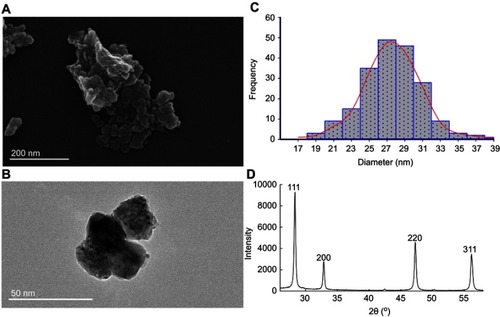 Figure 1 Characterization of test material CeO2NPs. (A) Scanning electron micrographs of CeO2; (B) transmission electron micrographs of CeO2; (C) size distribution histogram of CeO2NPs; (D) the results of XRD test.Abbreviations: CeO2NPs, cerium oxide nanoparticles; XRD, X-ray powder diffractometry.